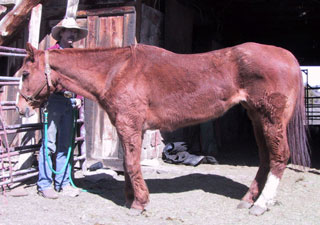 Horse with fluoride poisoning